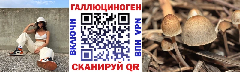 блэк спрут зеркало  Ессентукская  Псилоцибиновые грибы Cubensis 